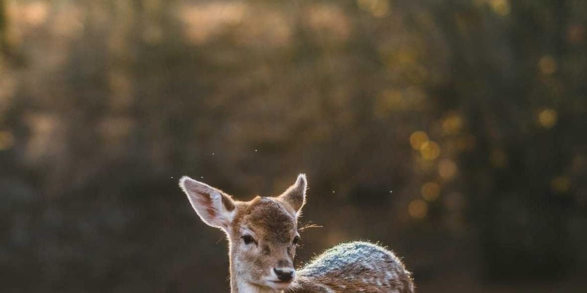 Cimplicity Savings Program