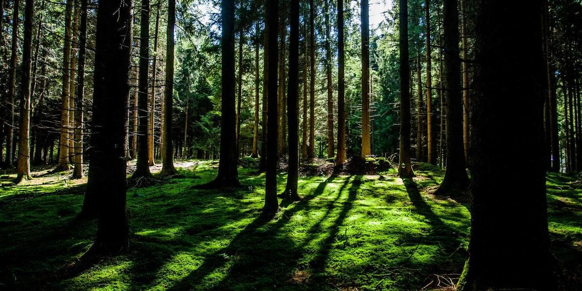 Collateral Protection Insurance