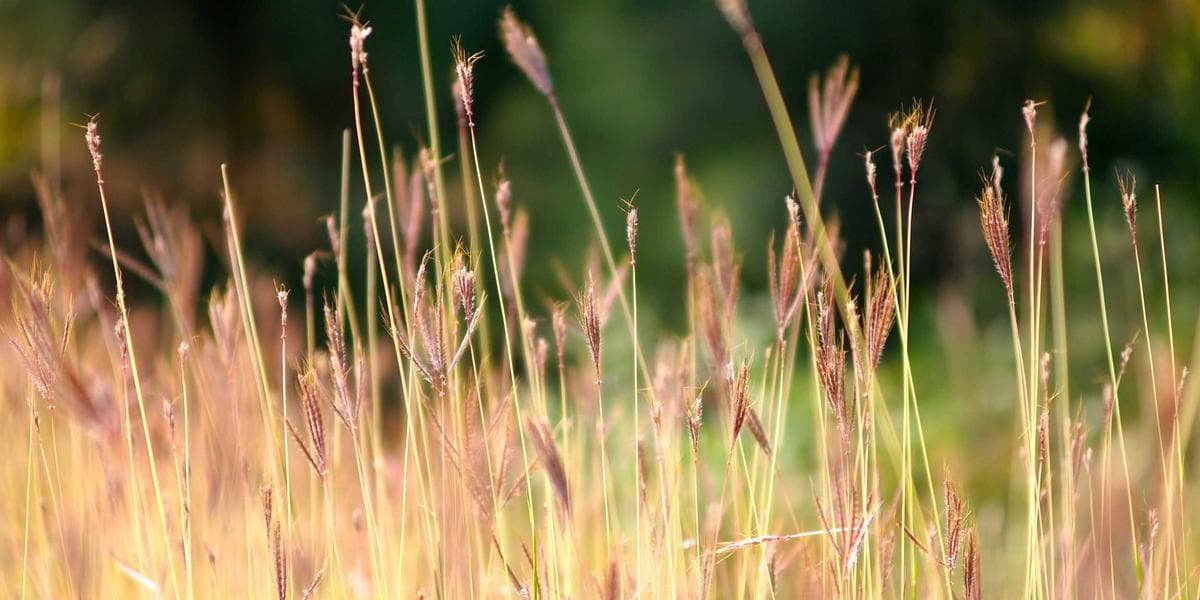 Dividend Growth Investing: Complete Strategy Guide