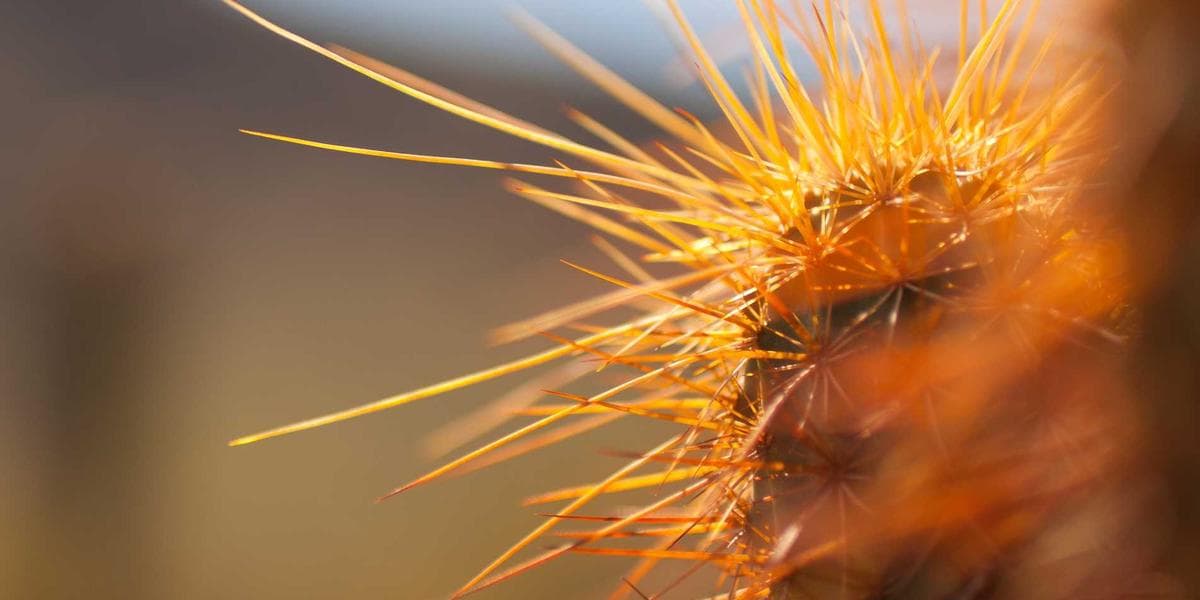 Building Passive Income Streams: Complete Guide