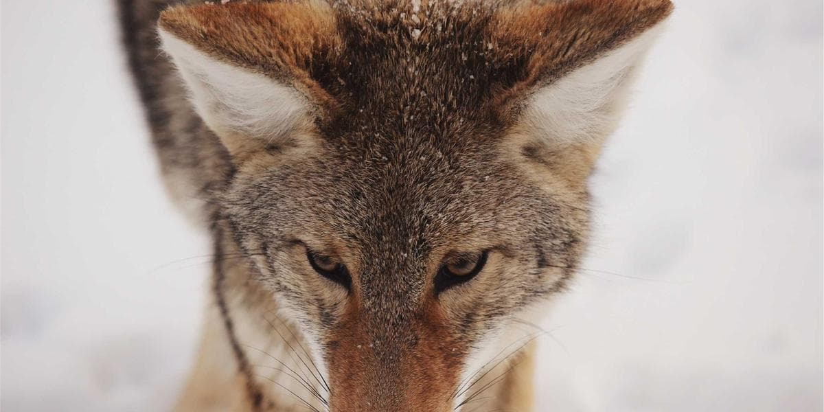 Tax Bracket Optimization & Income Planning: Complete Guide