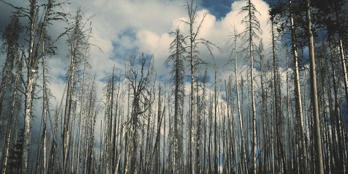 Vet Credit Card Care